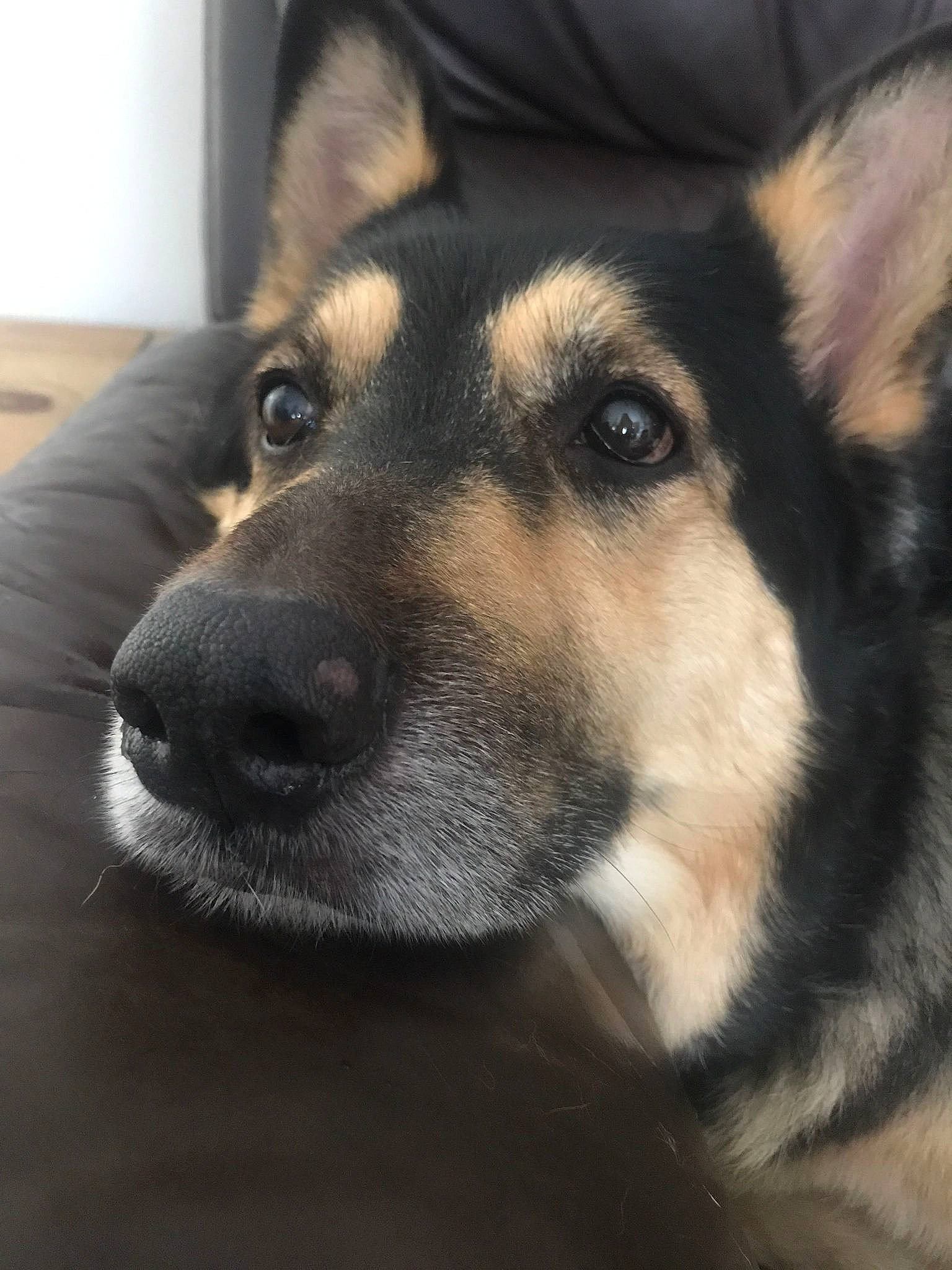 Ruby joined the competition — help win amazing prizes! canidae, canis, carnivore, companion_dog, dog, dog_breed, eye, fawn, fur, jaw, siberian_husky, sled_dog, snout, sporting_group, terrestrial_animal, whiskers, wildlife, wolf, working_animal, working_dog