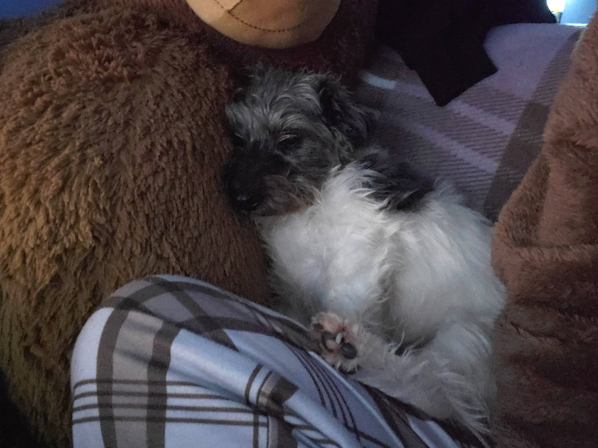 Midget joined the competition — help win amazing prizes! canidae, carnivore, cloud, comfort, companion_dog, dog, dog_breed, dog_supply, fawn, fur, grey, liver, pet_supply, small_terrier, snout, sporting_group, tail, terrier, toy_dog, working_animal