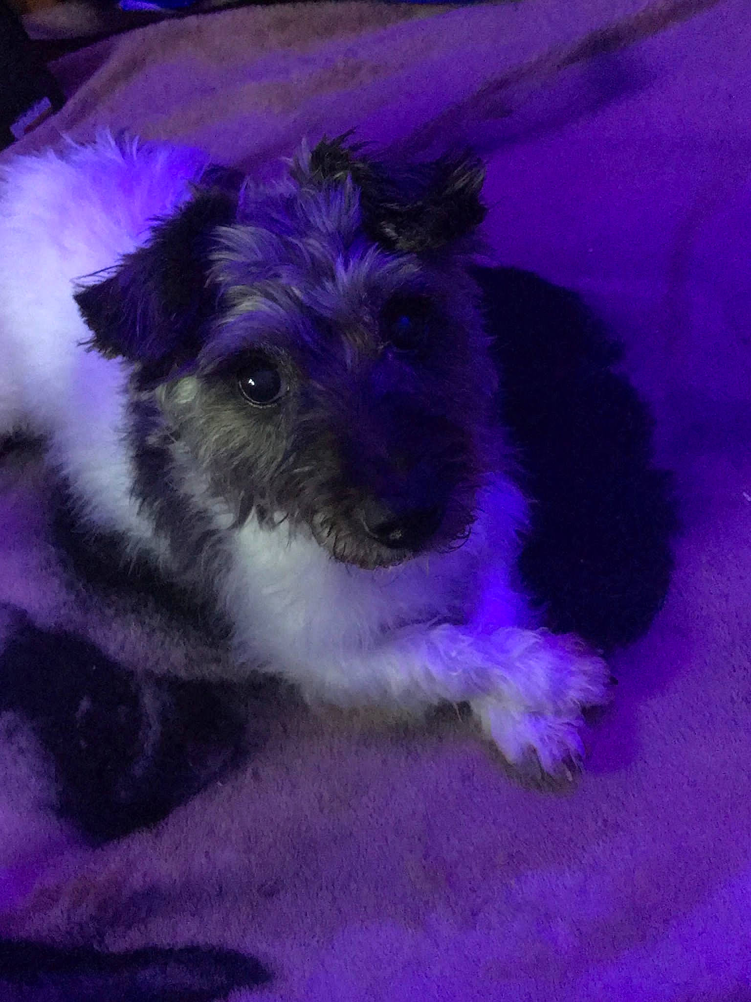 Midget is registered to the contest to win money with this photo: canidae, carnivore, companion_dog, dog_breed, electric_blue, event, fawn, fur, grasshopper_mouse, magenta, pet_supply, purple, whiskers