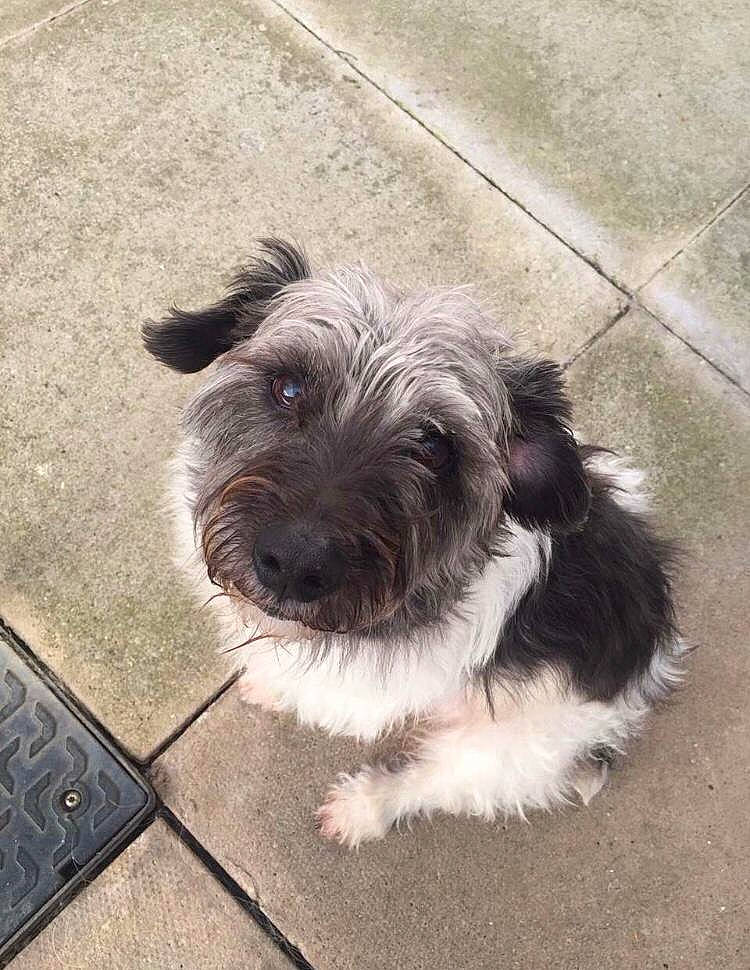 Midget is registered to the contest to win money with this photo: asphalt, canidae, carnivore, companion_dog, computer_keyboard, concrete, dog, dog_breed, flooring, fur, non_sporting_group, road_surface, small_terrier, sporting_group, terrestrial_animal, terrier, toy_dog, working_animal