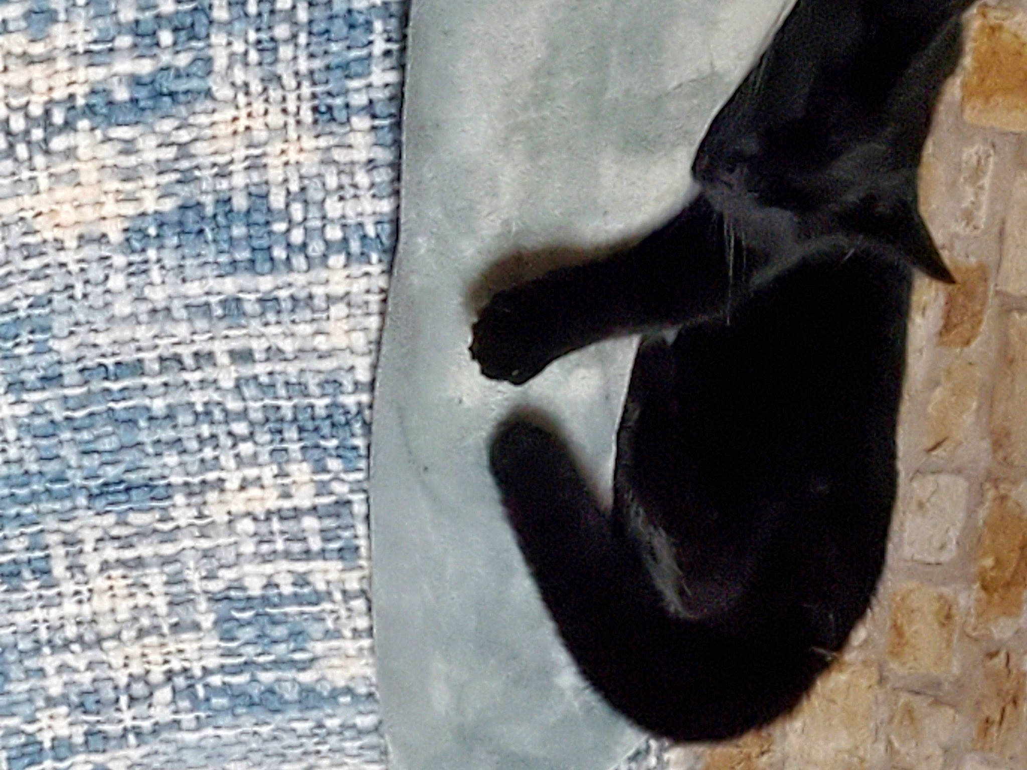 Salem is registered to the contest to win money with this photo: art, carnivore, chain_link_fencing, dog_breed, foot, fur, gesture, human_leg, linens, mesh, net, pattern, paw, shadow, sporting_group, tail, terrestrial_animal, tints_and_shades, wood, woven_fabric