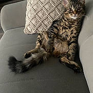 Gribouille a rejoint le concours — aidez-le/la à gagner de superbes lots ! animal, cat, comfortable, couch, cozy, cute, ears, feline, fluffy, fur, home, indoor, looking, pet, pillow, relaxed, sitting, tabby, tail, whiskers