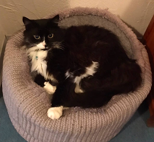 Chico a rejoint le concours — aidez-le/la à gagner de superbes lots ! black_cat, carnivore, cat, cat_bed, cat_supply, claw, comfort, domestic_short_haired_cat, felidae, fur, monochrome_photography, paw, sitting, small_to_medium_sized_cats, snout, tail, terrestrial_animal, whiskers