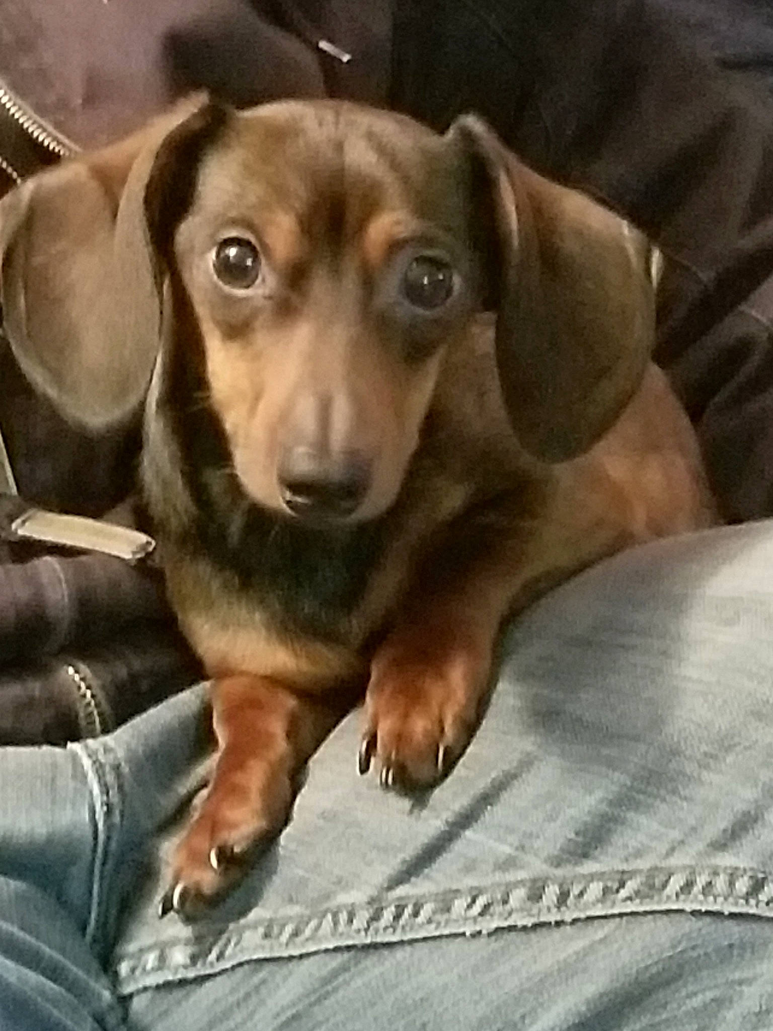 Tank is registered to the contest to win money with this photo: canidae, carnivore, comfort, companion_dog, dog, dog_breed, ear, eye, fawn, fur, happy, head, hound, liver, pet_supply, snout, sporting_group, whiskers, wood, working_animal