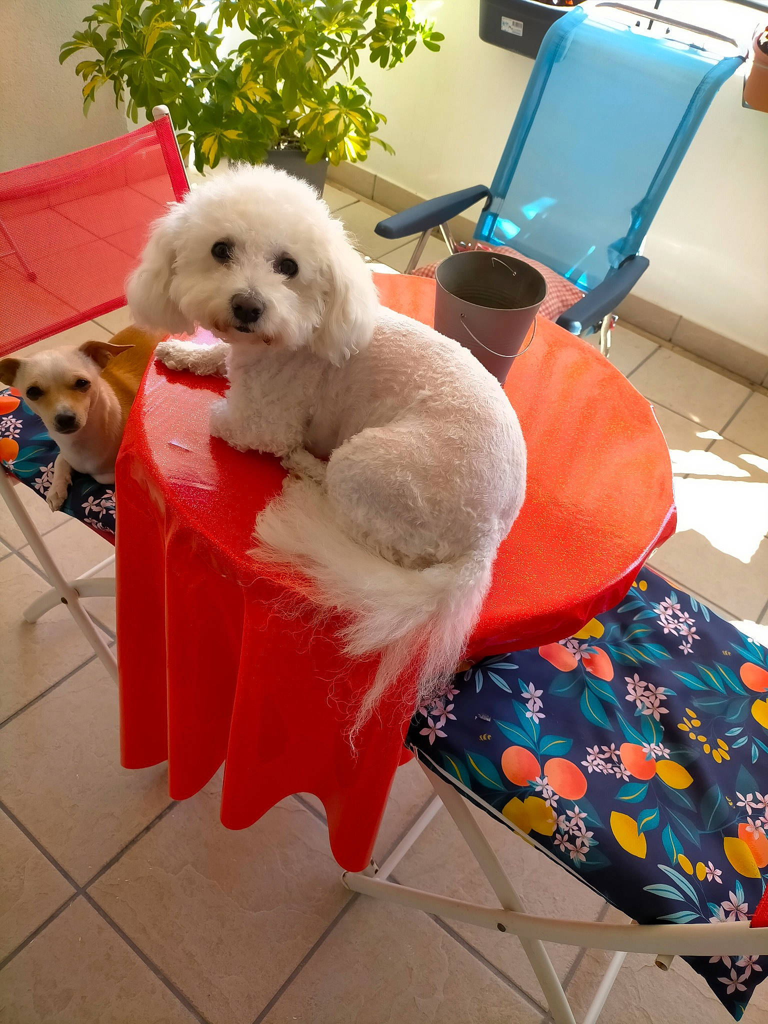 Flora participe au concours pour gagner de l'argent avec cette photo : bichon, canidae, carnivore, chair, collar, companion_dog, dog, dog_breed, dog_supply, flooring, fur, maltepoo, non_sporting_group, pet_supply, poodle, poodle_crossbreed, small_terrier, sporting_group, toy_dog, working_animal