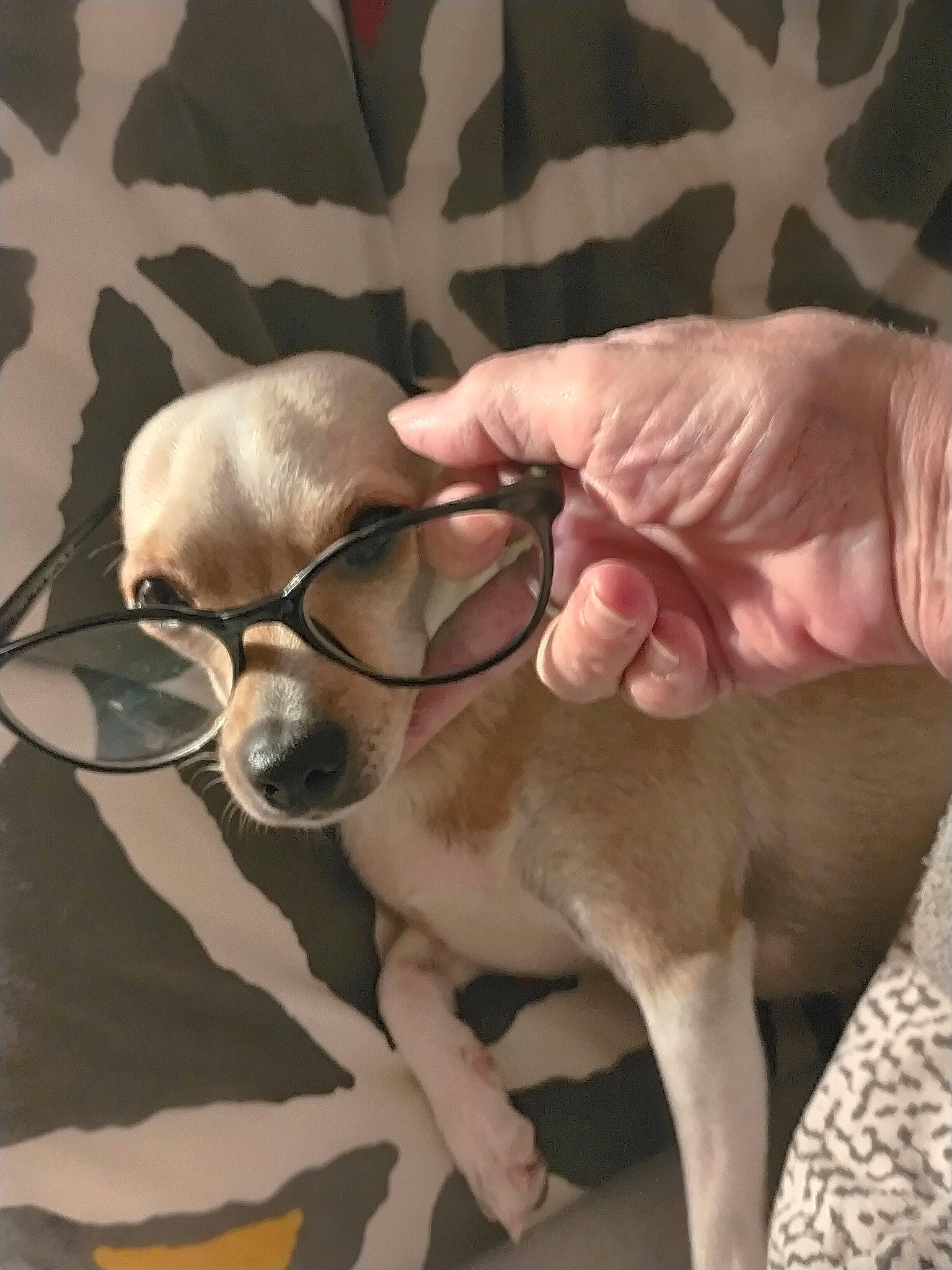 Nina participe au concours pour gagner de l'argent avec cette photo : carnivore, chihuahua, companion_dog, dog, dog_breed, ear, eyewear, fawn, gesture, glasses, mammal, nail, snout, sporting_group, tail, thumb, toy_dog, vision_care, whiskers, working_animal