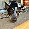 dog, canine, pet, porch, concrete, brick_wall, close_up, ears, laying_down, looking_at_camera, outdoor, sunlight, domestic_animal, animal, fur, black_and_white, brown_eyes, nose, quiet, relaxed