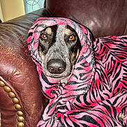 Bellatrix joined the competition — help win amazing prizes! dog, blanket, pink, black, zebra_stripes, leather_chair, pet, cozy, indoor, animal, snug, fur, face, eyes, nose, resting, comfort, warm, portrait, cute
