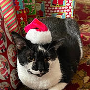 Domino is registered to the contest to win money with this photo: cat, black_and_white, santa_hat, holiday, christmas, pet, animal, fur, whiskers, carpet, wrapped_gifts, festive, indoor, cute, relaxed, closeup, holiday_decor, seasonal, adorable, domestic_cat