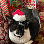 cat, black_and_white, santa_hat, holiday, christmas, pet, animal, fur, whiskers, carpet, wrapped_gifts, festive, indoor, cute, relaxed, closeup, holiday_decor, seasonal, adorable, domestic_cat