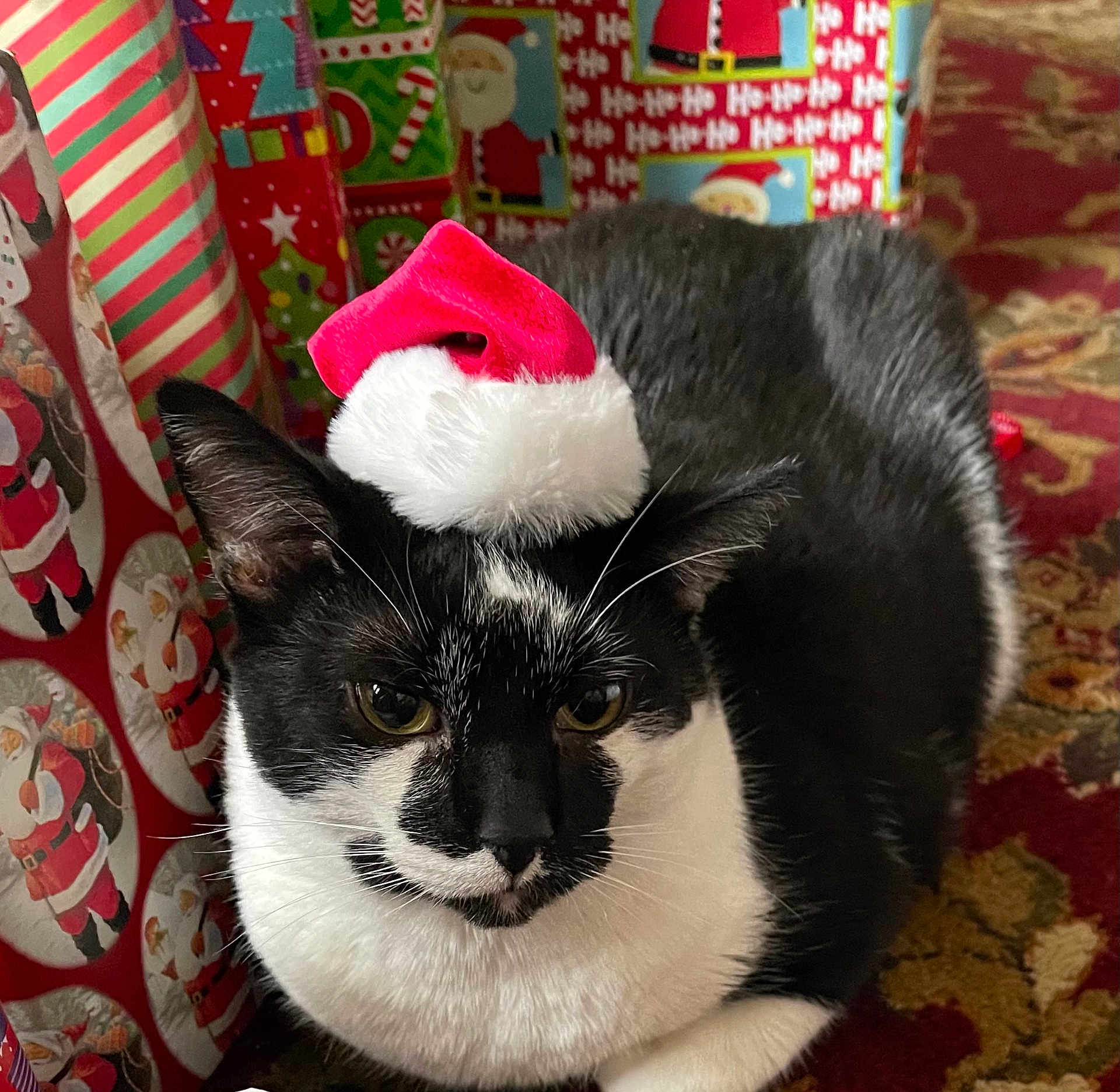 Domino