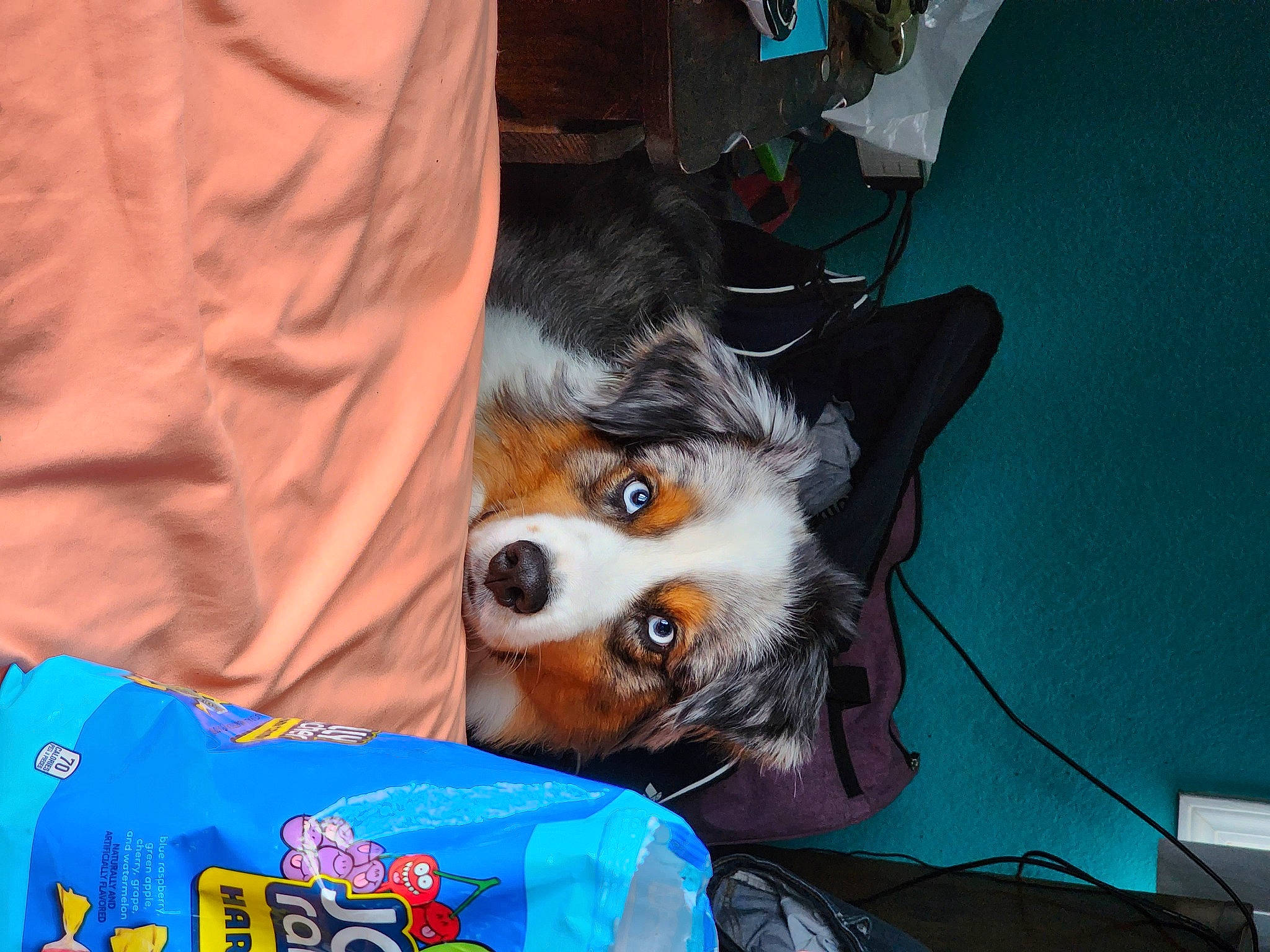 Chip joined the competition — help win amazing prizes! canidae, carnivore, chair, companion_dog, dog, dog_breed, dog_clothes, dog_supply, event, eyewear, fur, hat, lap, personal_protective_equipment, puppy, small_terrier, snout, sporting_group, toy_dog, whiskers