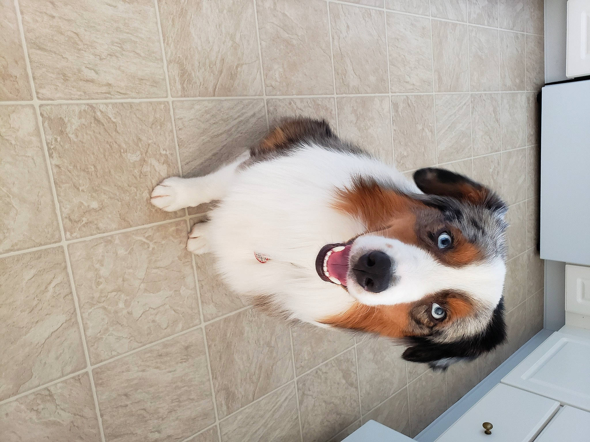 Chip joined the competition — help win amazing prizes! canidae, carnivore, collar, comfort, companion_dog, dog, dog_breed, dog_supply, door, fawn, flooring, fur, non_sporting_group, pet_supply, snout, sporting_group, tile_flooring, whiskers, wood, working_animal