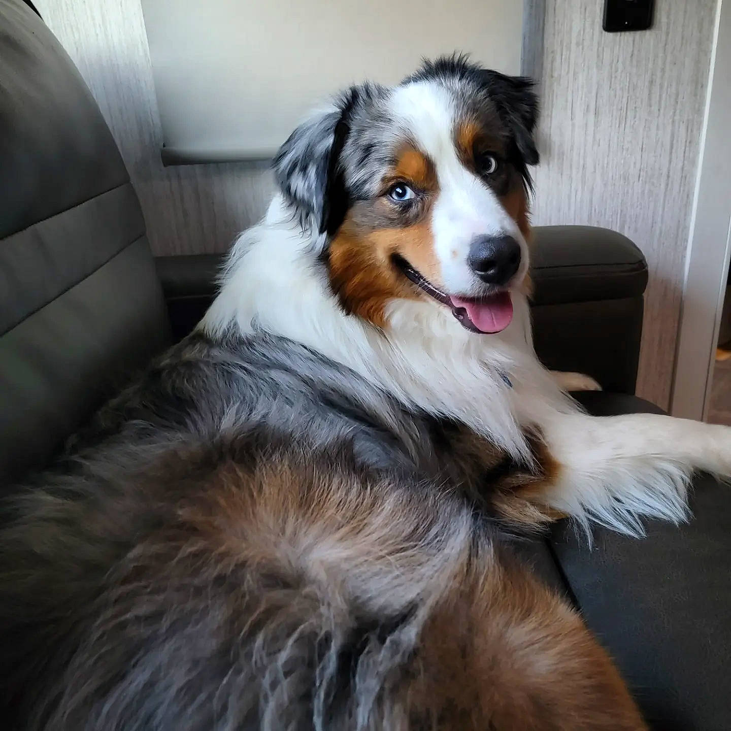 Chip is registered to the contest to win money with this photo: ball, canidae, carnivore, companion_dog, dog, dog_breed, door, fur, herding_dog, plant, rough_collie, snout, sporting_group, terrestrial_animal, working_animal, working_dog