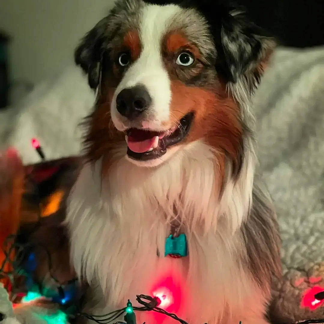 Chip joined the competition — help win amazing prizes! border_collie, carnivore, collar, companion_dog, dog, dog_breed, event, fur, herding_dog, light, smile, snout, sporting_group, whiskers, working_dog