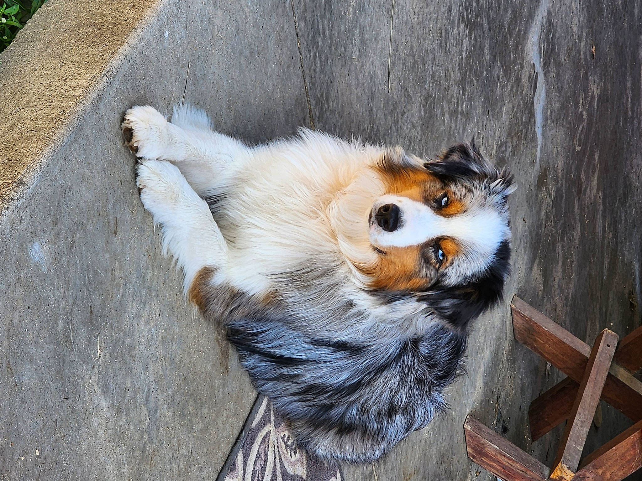 Chip joined the competition — help win amazing prizes! animal_shelter, canidae, carnivore, claw, companion_dog, dog_breed, fawn, felidae, fur, natural_material, red_panda, road_surface, snout, tail, terrestrial_animal, toy, trunk, whiskers, wildlife, wood