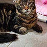 cat, tabby, fur, ears, whiskers, eyes, floor, tile, pet, indoor, animal, cute, playful, pink_toy, resting, curious, feline, closeup, portrait, fluffy
