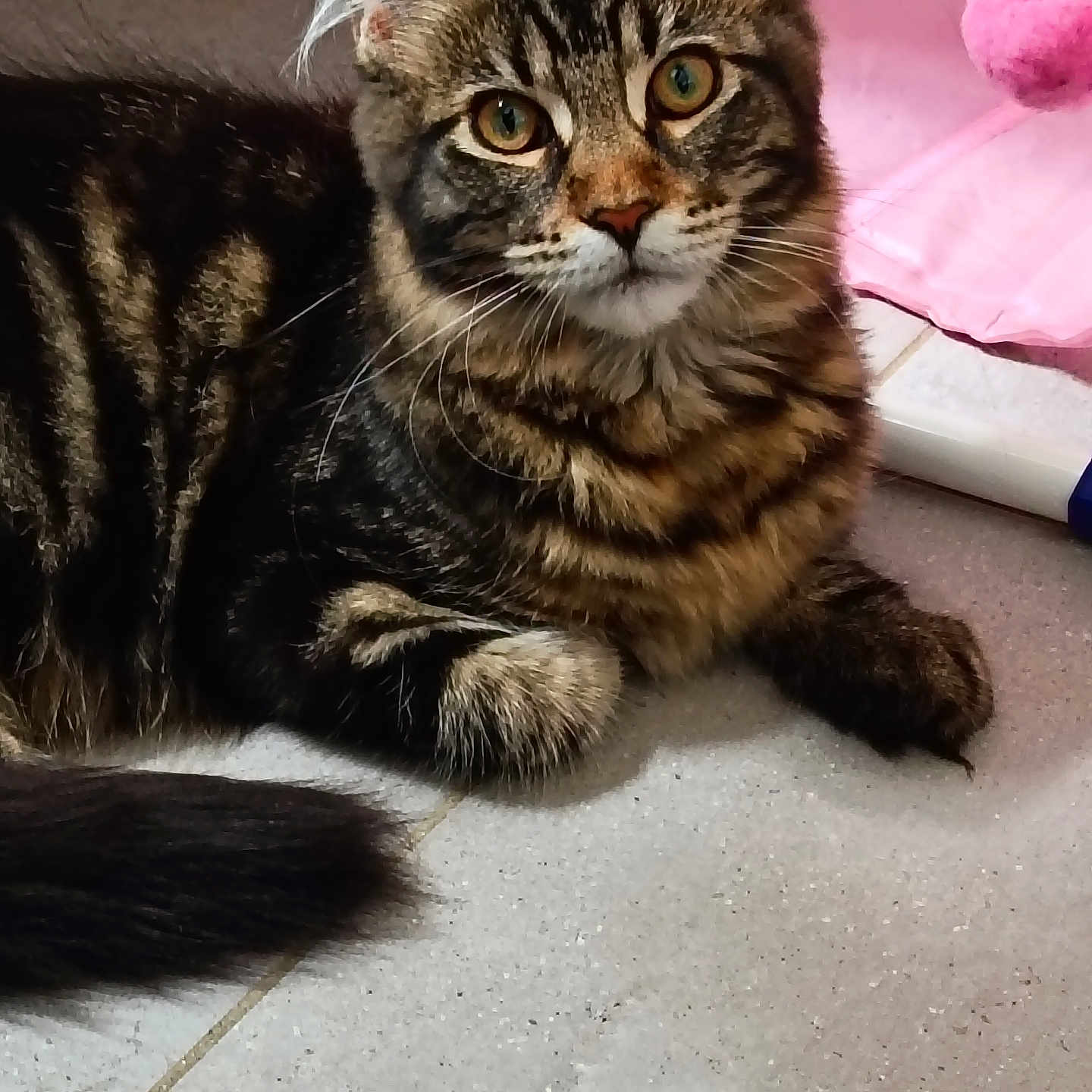 Bella participe au concours pour gagner de l'argent avec cette photo : cat, tabby, fur, ears, whiskers, eyes, floor, tile, pet, indoor, animal, cute, playful, pink_toy, resting, curious, feline, closeup, portrait, fluffy