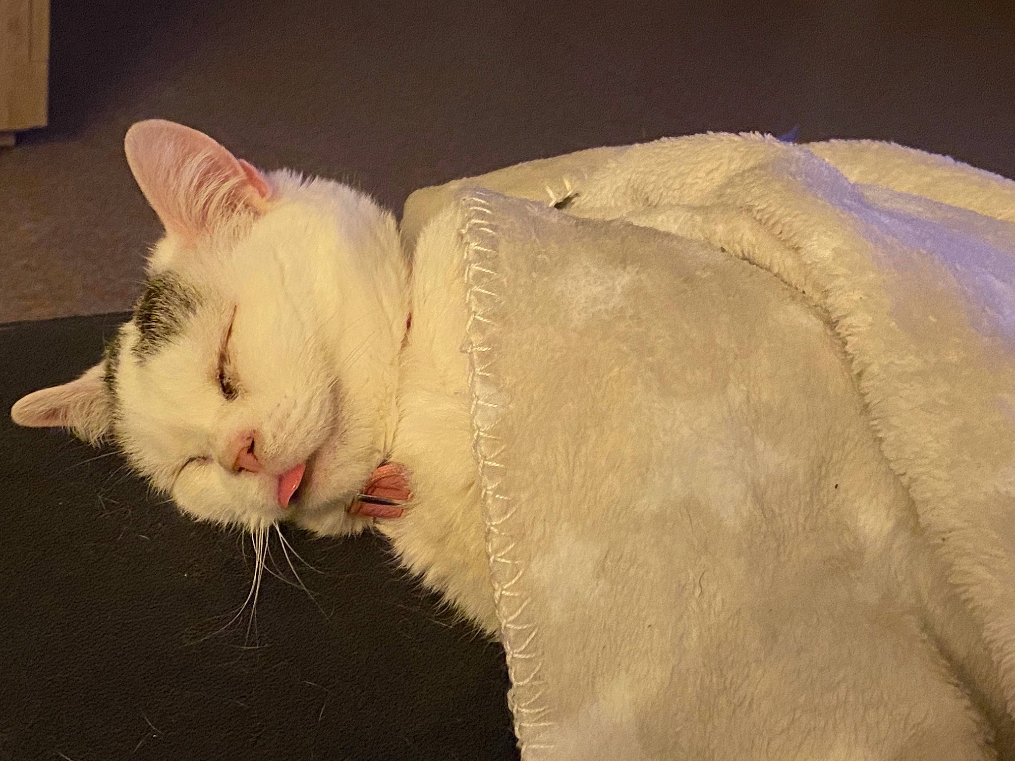 Patmolle a rejoint le concours — aidez-le/la à gagner de superbes lots ! carnivore, cat, comfort, domestic_short_haired_cat, ear, fang, fawn, felidae, fur, paw, small_to_medium_sized_cats, tail, terrestrial_animal, whiskers