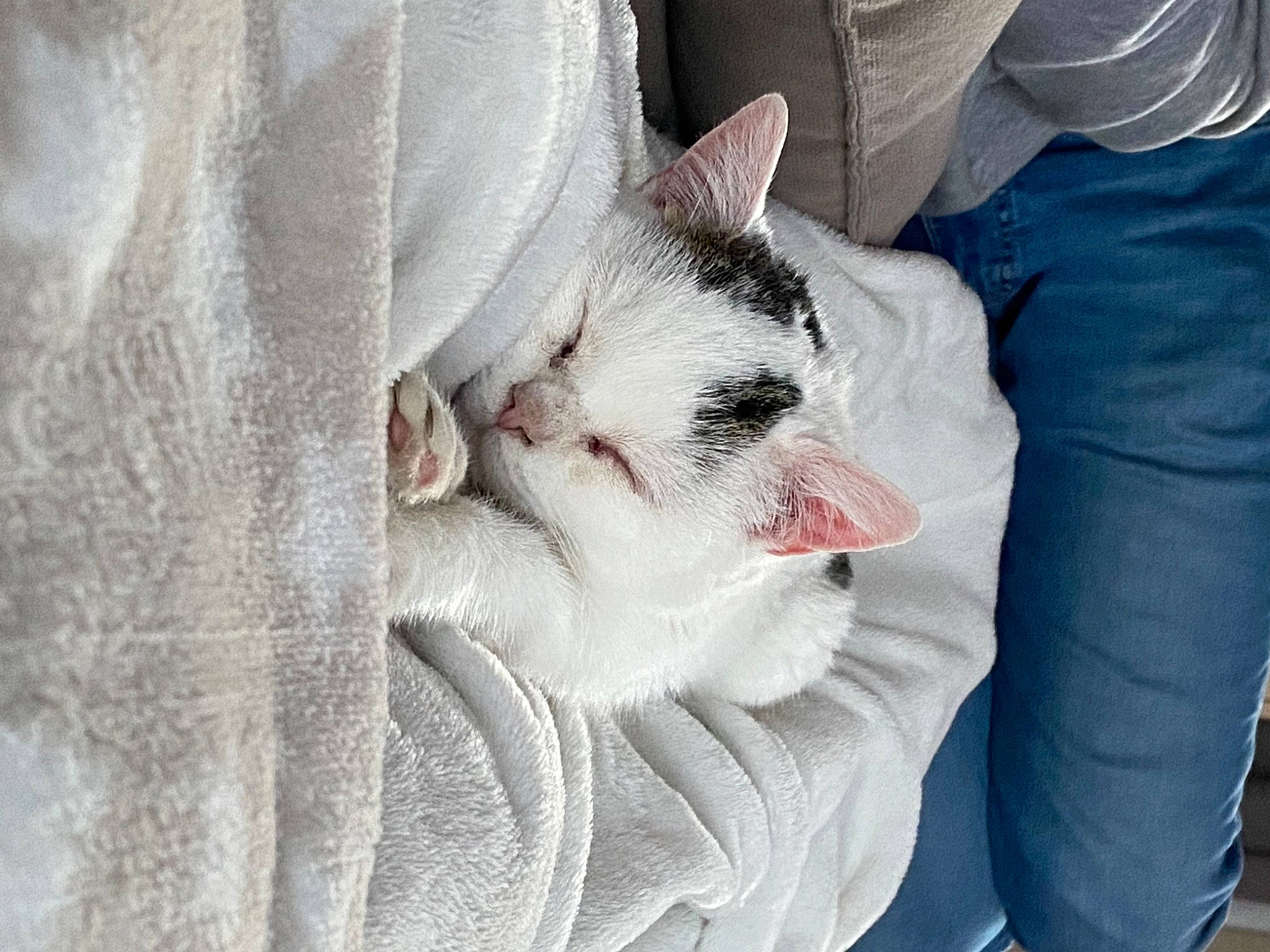 Patmolle a rejoint le concours — aidez-le/la à gagner de superbes lots ! beard, carnivore, cat, claw, comfort, domestic_short_haired_cat, eye, felidae, fur, gesture, grey, jaw, linens, nap, paw, small_to_medium_sized_cats, snout, tail, textile, whiskers