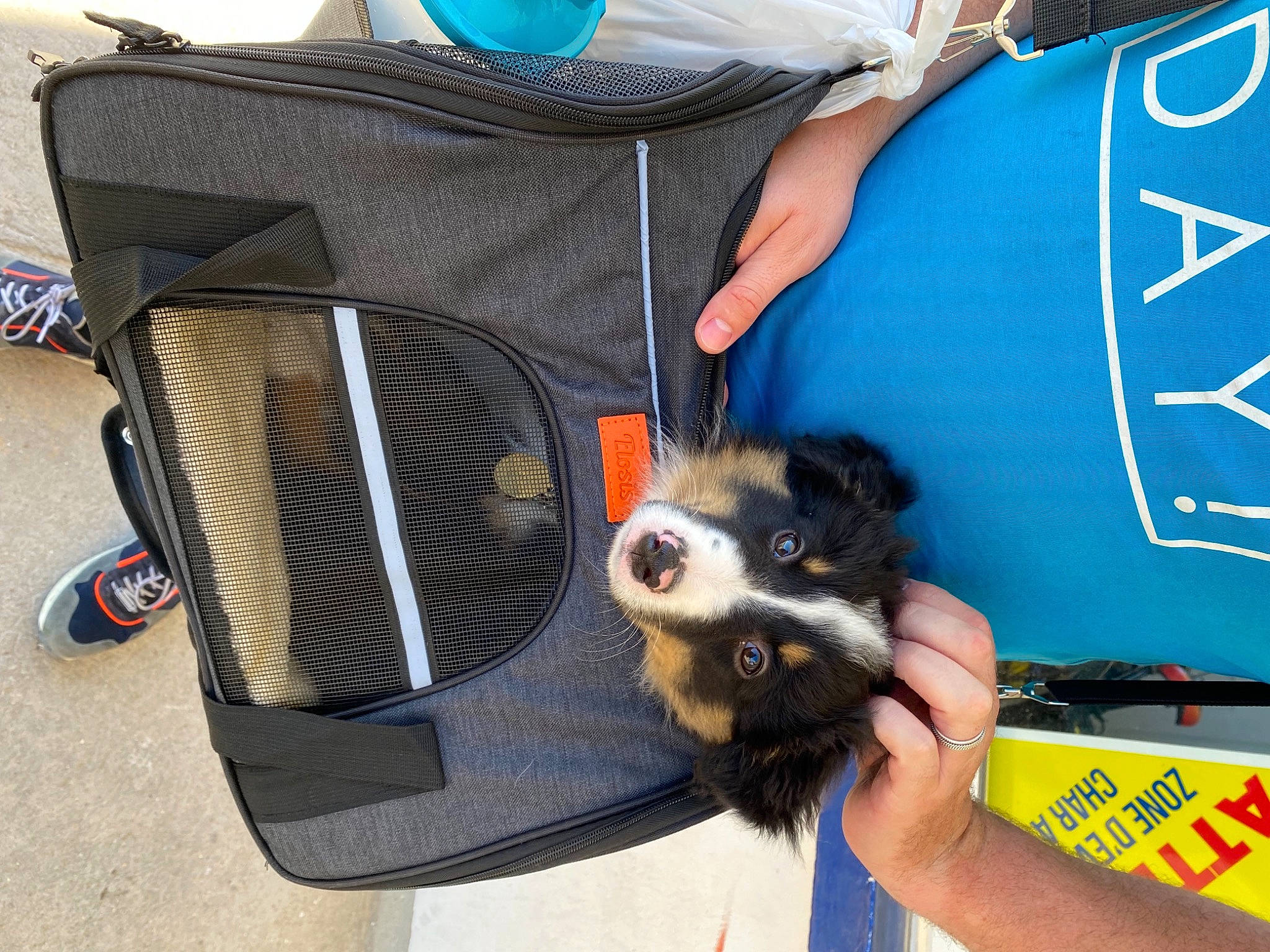 Snow participe au concours pour gagner de l'argent avec cette photo : audio_equipment, auto_part, automotive_exterior, bag, baggage, blue, canidae, carnivore, companion_dog, dog, dog_breed, dog_supply, electric_blue, fur, motor_vehicle, personal_protective_equipment, snout, sporting_group, t_shirt, toy_dog