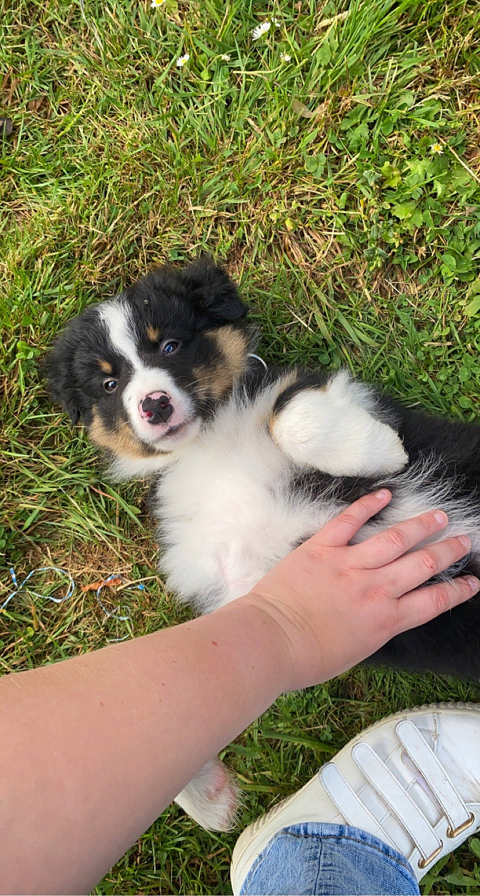 Snow a rejoint le concours — aidez-le/la à gagner de superbes lots ! canidae, carnivore, cavalier_king_charles_spaniel, companion_dog, dog, dog_breed, fur, grass, herding_dog, king_charles_spaniel, mal_shi, plant, puppy, recipe, snout, spaniel, sporting_group, toy_dog, working_animal, working_dog