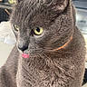 cat, gray_cat, close_up, tongue_out, yellow_eyes, pet, feline, whiskers, collar, domestic_cat, cute, portrait, animal, indoor, fur, face, looking_away, soft_light, orange_collar, expression