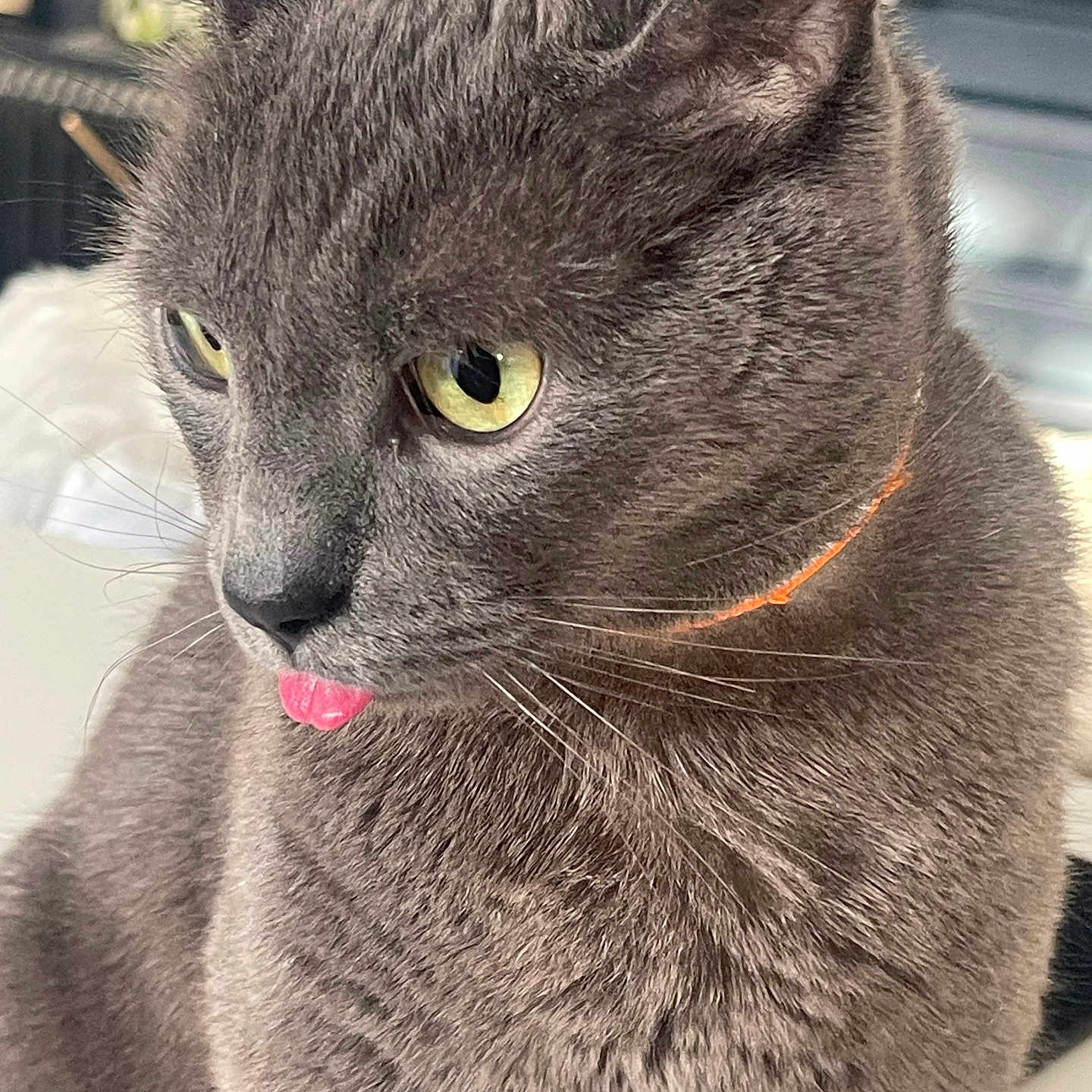Ikkie a rejoint le concours — aidez-le/la à gagner de superbes lots ! cat, gray_cat, close_up, tongue_out, yellow_eyes, pet, feline, whiskers, collar, domestic_cat, cute, portrait, animal, indoor, fur, face, looking_away, soft_light, orange_collar, expression