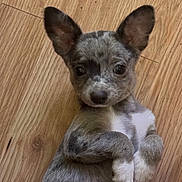 Max joined the competition — help win amazing prizes! puppy, dog, pet, animal, cute, ears, wooden_floor, lying_down, small, young, fur, looking_up, white_paws, playful, indoor, adorable, curious, close_up, domestic_animal, friendly