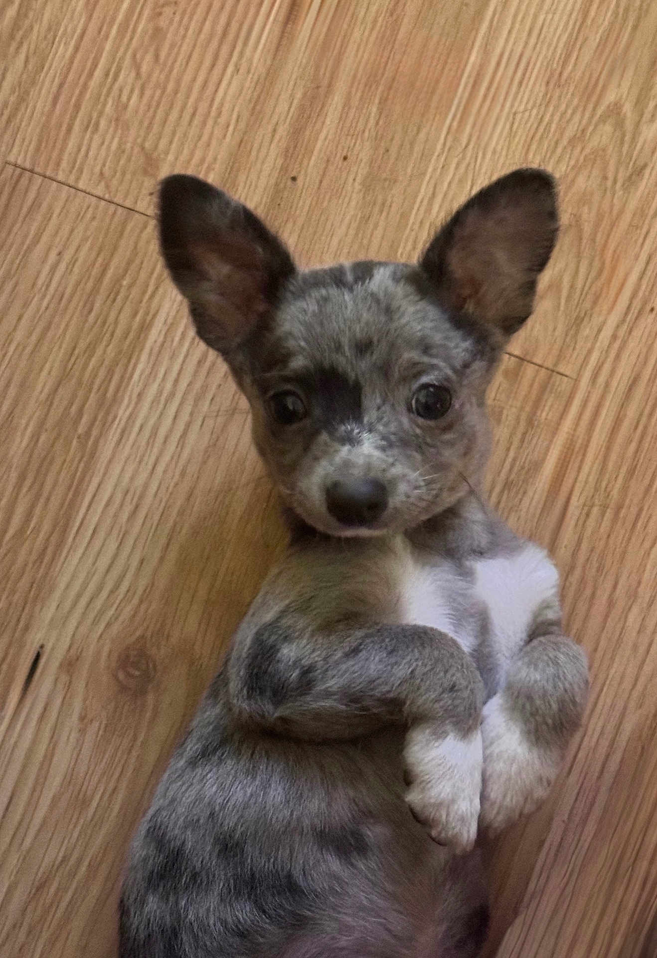 Max joined the competition — help win amazing prizes! puppy, dog, pet, animal, cute, ears, wooden_floor, lying_down, small, young, fur, looking_up, white_paws, playful, indoor, adorable, curious, close_up, domestic_animal, friendly