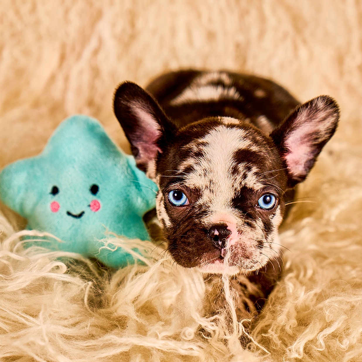 Lhe joined the competition — help win amazing prizes! blanket_texture, blue_eyes, close_up, cute, dog, ears, fur, furry_blanket, indoor, marble_coat, nose, pet, playing, plush_star, portrait, puppy, relaxed, snout, toy, whiskers