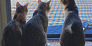 Gichumchie is registered to the contest to win money with this photo: cat, three_cats, window, screen, carpet, indoor, back_view, animal, pet, curious, sitting, feline, domestic_cat, looking_outside, daylight, house, quiet, still_life, companions, home