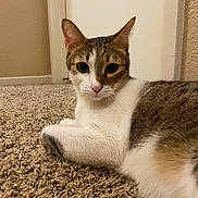 Gichumchie is registered to the contest to win money with this photo: cat, feline, pet, indoor, carpet, brown, white, tabby, animal, mammal, cute, whiskers, ears, lying_down, relaxed, looking, closeup, domestic, household, fur