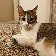 Giddie joined the competition — help win amazing prizes! cat, indoor, carpet, feline, pet, animal, relaxed, curious, white, brown, tabby, ears, whiskers, closeup, laying, looking, fur, door, wall, floor