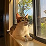 Giddie joined the competition — help win amazing prizes! cat, windowsill, sunlight, indoor, window, tree, greenery, pet, animal, relaxed, fur, whiskers, screen, daylight, home, resting, calm, looking_out, portrait, domestic
