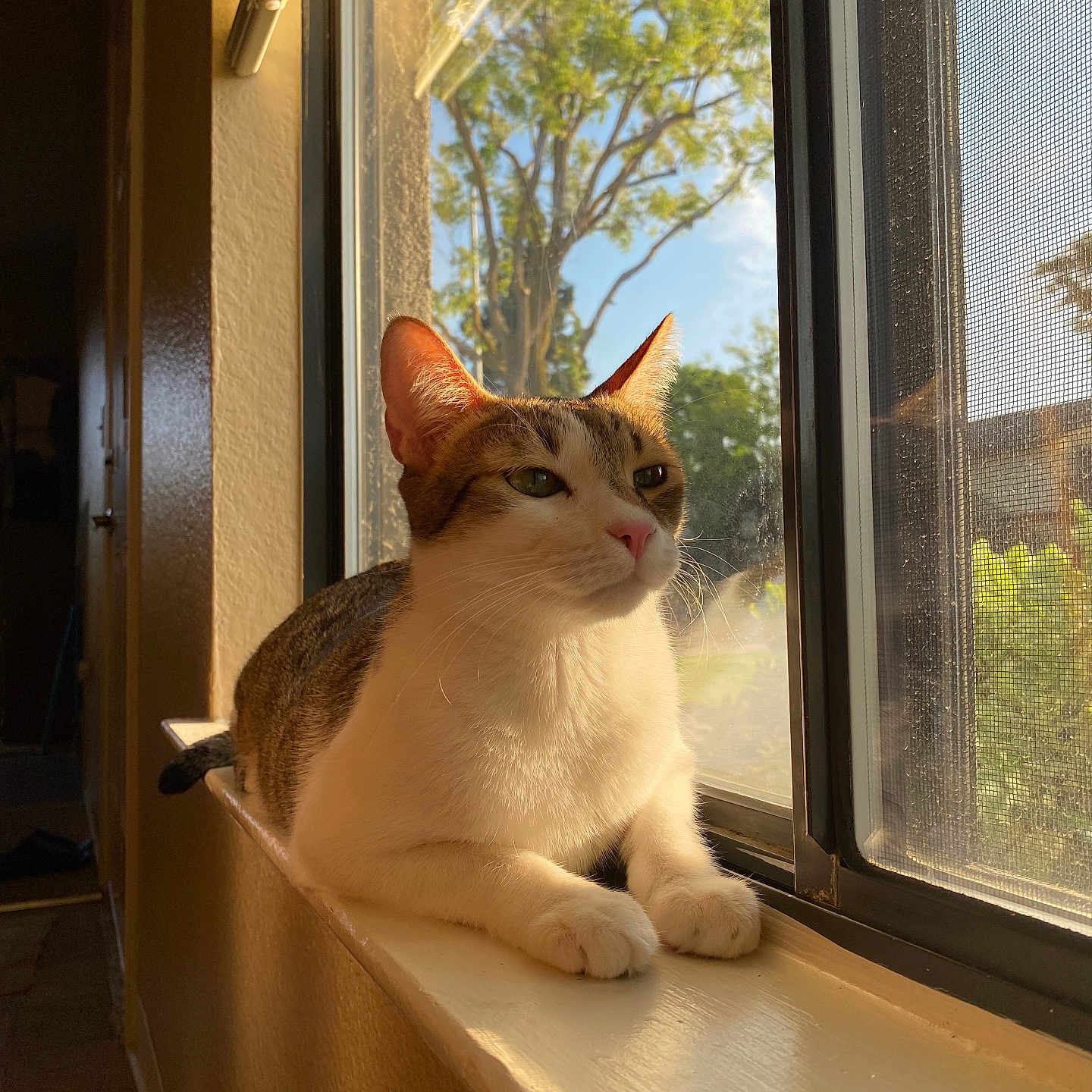 Giddie joined the competition — help win amazing prizes! animal, calm, cat, daylight, domestic, fur, greenery, home, indoor, looking_out, pet, portrait, relaxed, resting, screen, sunlight, tree, whiskers, window, windowsill