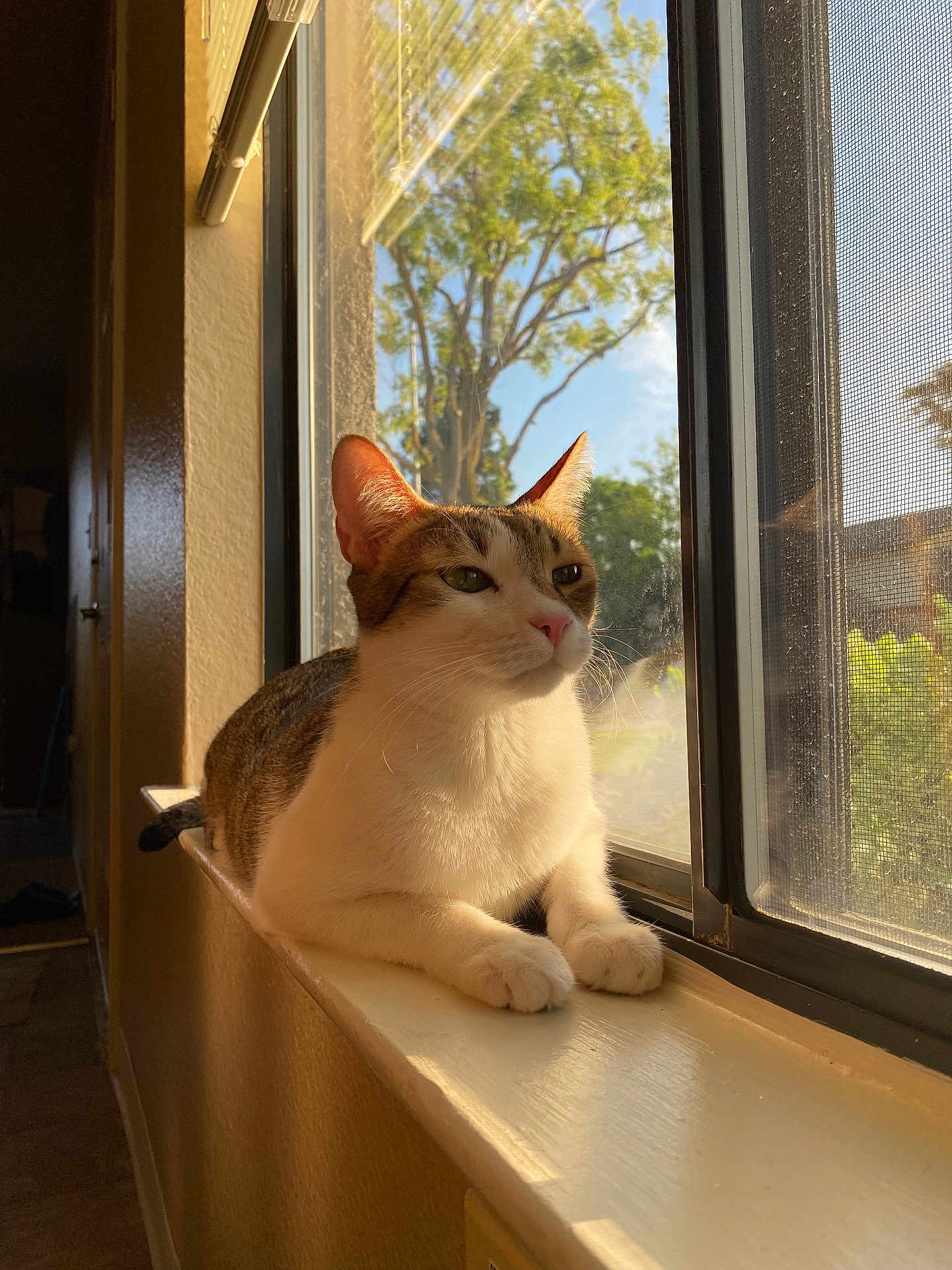 Giddie joined the competition — help win amazing prizes! cat, windowsill, sunlight, indoor, window, tree, greenery, pet, animal, relaxed, fur, whiskers, screen, daylight, home, resting, calm, looking_out, portrait, domestic