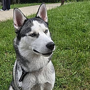 Rocky a rejoint le concours — aidez-le/la à gagner de superbes lots ! dog, husky, animal, pet, grass, leash, outdoor, nature, canine, mammal, portrait, blue_eyes, sitting, fence, people, sidewalk, tree, park, fur, collar