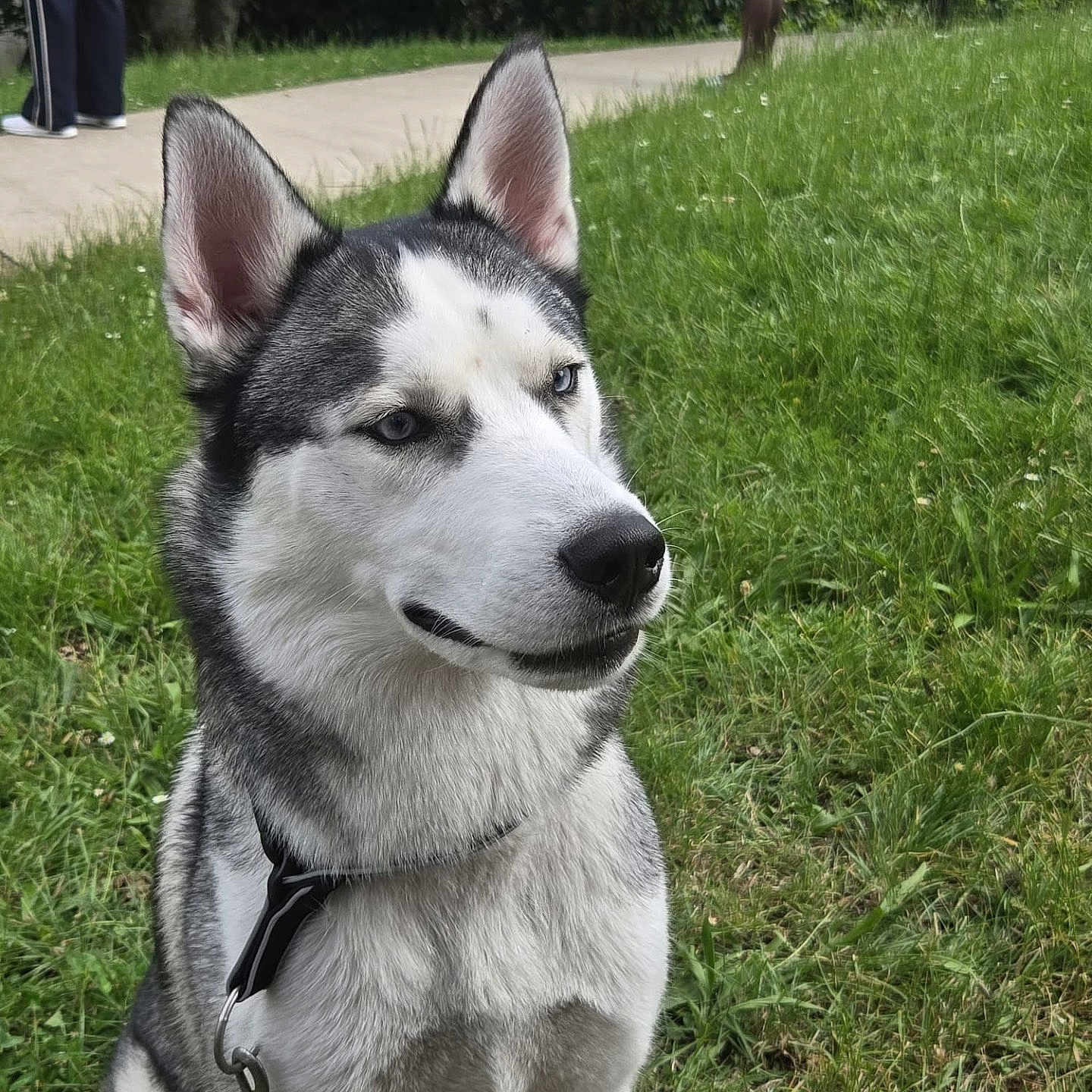 Rocky a rejoint le concours — aidez-le/la à gagner de superbes lots ! dog, husky, animal, pet, grass, leash, outdoor, nature, canine, mammal, portrait, blue_eyes, sitting, fence, people, sidewalk, tree, park, fur, collar