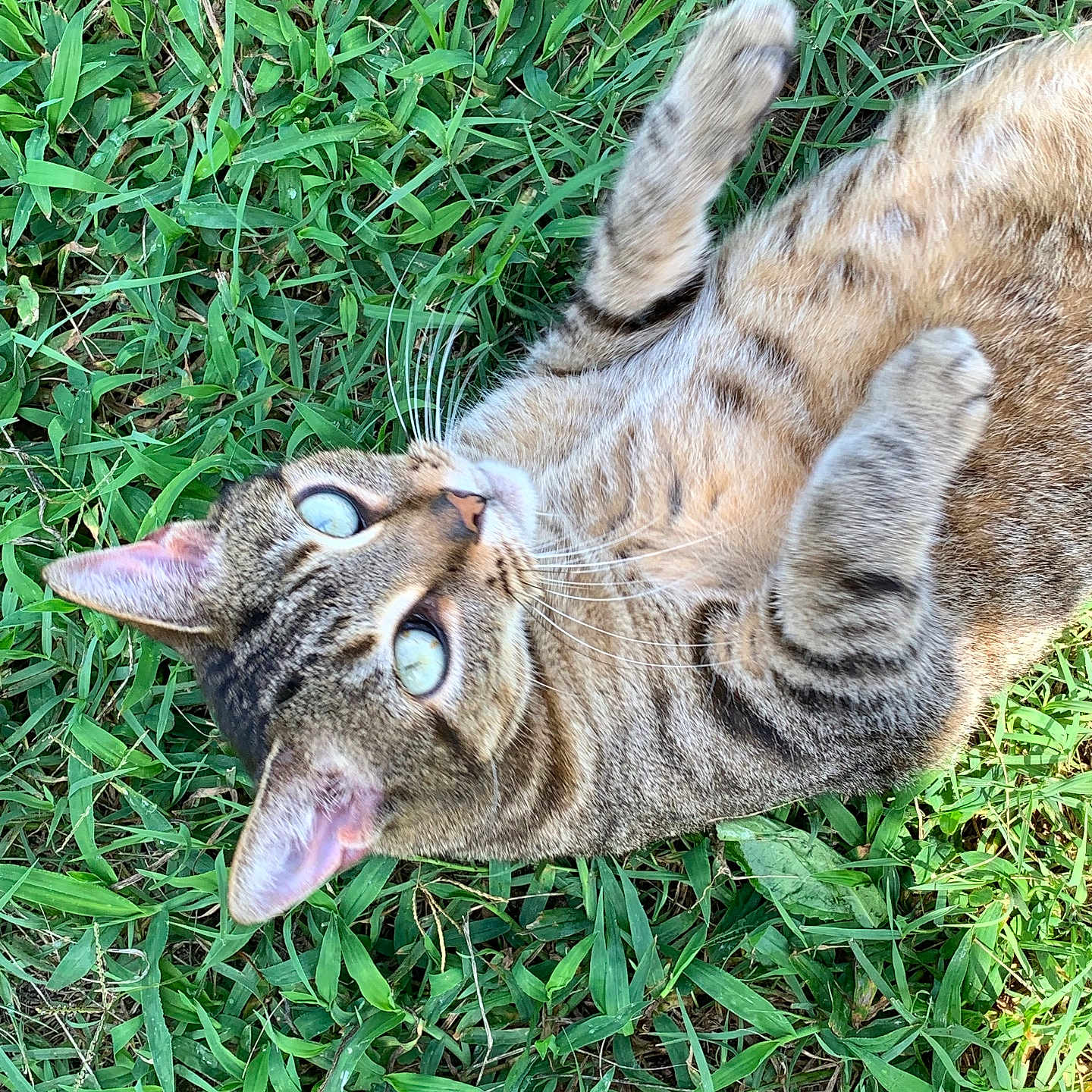 Sticks joined the competition — help win amazing prizes! abyssinian, animal, cat, field, grass, grassland, green, herbal, herbs, kitten, lawn, manx, nature, outdoors, person, pet, plant, soil, vegetation, yard