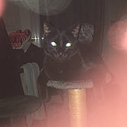 Jumper a rejoint le concours — aidez-le/la à gagner de superbes lots ! black_cat, cat, scratching_post, indoor, dim_light, furniture, glowing_eyes, lens_flare, pet, animal, dark, shadow, household, relaxing, feline, mysterious, blur, pink_haze, room, cozy