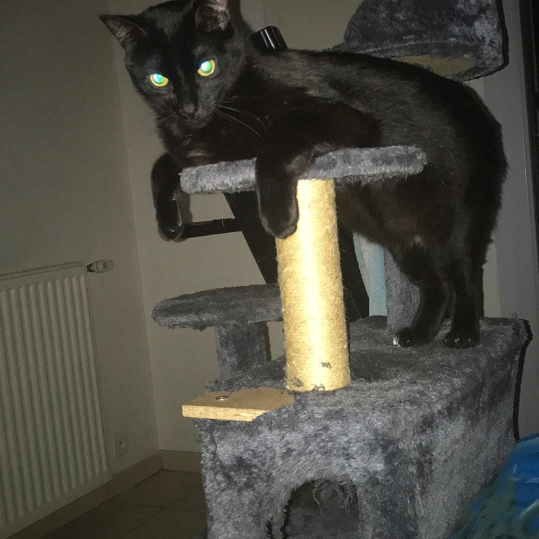Jumper
