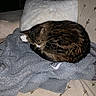 Câline a rejoint le concours — aidez-le/la à gagner de superbes lots ! cat, tabby, sleeping, curled_up, fleece_jacket, gray, blanket, beige, arrow_pattern, soft_texture, indoor, pet, cozy, resting, fur, animal, domestic, cute, relaxed, nap