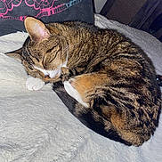 Câline participe au concours pour gagner de l'argent avec cette photo : cat, tabby_cat, sleeping, curled_up, pet, feline, animal, indoor, blanket, cushion, pillow, soft_texture, resting, cozy, fur, whiskers, cute, domestic_animal, quiet, peaceful