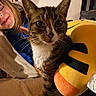 Câline a rejoint le concours — aidez-le/la à gagner de superbes lots ! cat, tabby, person, glasses, smile, plush_toy, emoji, indoor, blanket, bed, cozy, furniture, face, whiskers, fur, cute, pet, relaxed, warm_lighting, home