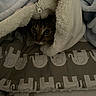 cat, animal, pet, blanket, hand, fabric, fur, indoor, cozy, cute, elephant_pattern, soft, warm, resting, bed, comfort, snug, peeking, pouch, sleeping_area