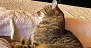Izi a rejoint le concours — aidez-le/la à gagner de superbes lots ! animal, blanket, cat, comfort, couch, cozy, domestic, ears, feline, fur, indoor, mammal, pet, relaxed, resting, side_view, sleepy, striped, tabby, whiskers