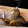 cat, tabby, feline, pet, indoor, resting, blanket, cozy, fur, animal, side_view, relaxed, mammal, striped, couch, domestic, whiskers, ears, sleepy, comfort