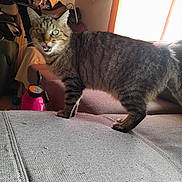 Izi a rejoint le concours — aidez-le/la à gagner de superbes lots ! cat, tabby_cat, furniture, couch, indoor, pet, animal, fur, whiskers, ears, eyes, mouth_open, toy, window, light, fabric, texture, home, domestic, living_room