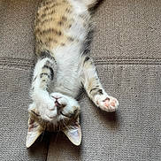 Coquillage a rejoint le concours — aidez-le/la à gagner de superbes lots ! kitten, cat, paw, couch, furniture, stretching, relaxing, cute, sleeping, indoor, pet, fur, tabby, whiskers, pink_paw_pads, cozy, texture, animal, adorable, playful